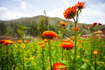 Hermosos Dientes de Leon de colores en campo. Concepto de flores y naturaleza.