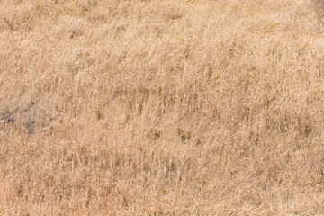 晴れた日の冬の公園の伸びた枯れ草
