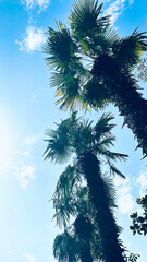symbol of tropical summer vacation, palm tree raising to the blue clouds