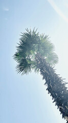 Obraz premium symbol of tropical summer vacation, palm tree raising to the blue clouds