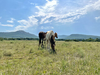 a horse walking on the field with mountain and blue sky on background