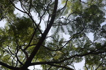 Ramas y hojas de árbol 