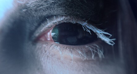 witch's eye, macro, lenses