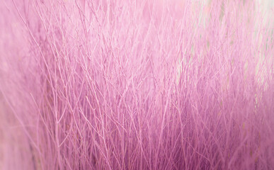 Obraz premium Background