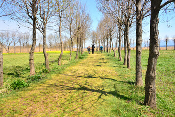 Obraz premium 福島潟の並木道