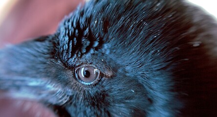 raven eye, large