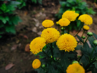 Close up shot of yellow flowers in the garden