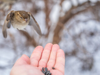 Sparrow eats seeds from a man's hand