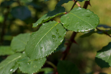 Close up of green leaf with drops.