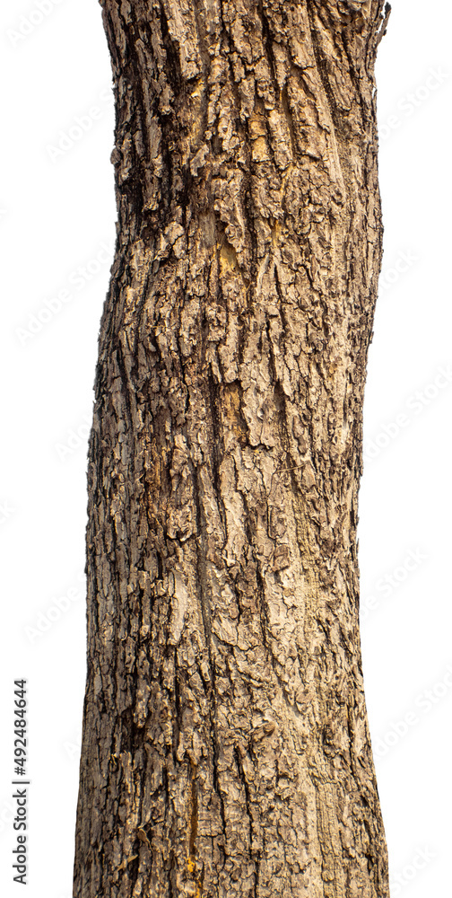 Poster trunk of a tree isolated on white background