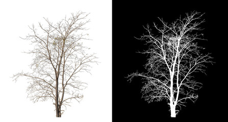 Fototapeta premium Dead Tree on transparent picture background with clipping path, single tree with clipping path and alpha channel on black background