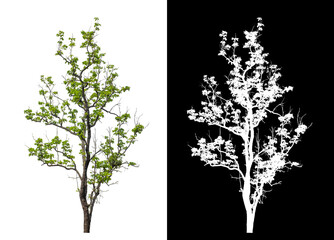 Tree on transparent picture background with clipping path, single tree with clipping path and alpha channel on black background