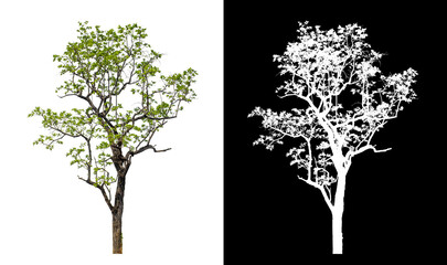 Tree on transparent picture background with clipping path, single tree with clipping path and alpha channel on black background - obrazy, fototapety, plakaty