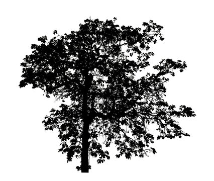 Tree silhouette for brush on white background.