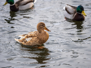 Fototapeta premium Yellow colored Mallard female Duck swims in the pond. Animal polymorphism
