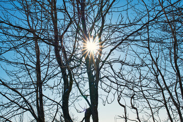 Sunburst through trees in winter with bright blue sky.