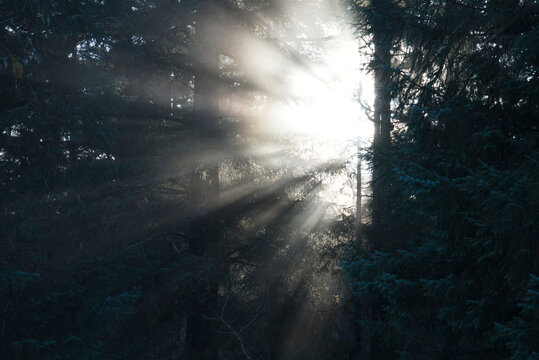 Sunlight through smoke in forest