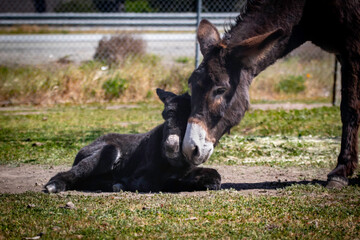 A baby donkey with its mother