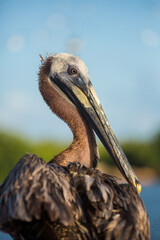 portrait of a brown pelican in Jamaica 