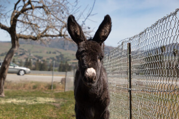 A baby donkey on a field