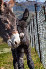 A baby donkey and its mother
