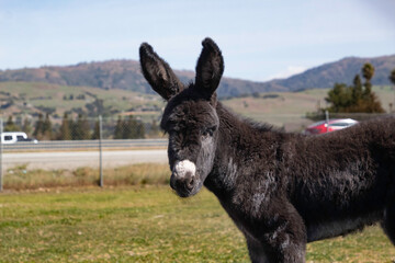A baby donkey on a field