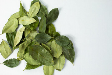 Coca leaves on white background