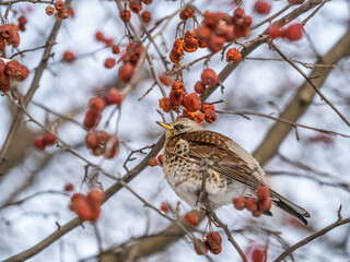 Fieldfare sitting on the bush and feeding on wild red apples in winter or early spring time.