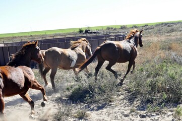 Obraz premium Horses