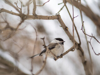 Cute bird the willow tit, song bird sitting on a branch without leaves in the winter.