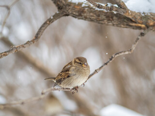 Sparrow sits on a branch without leaves.