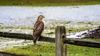 Red-tailed hawk (Buteo jamaicensis) on split rail fence at Kensington Metro Park, Michigan