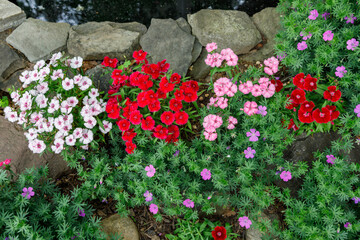 Fototapeta na wymiar Beautiful pink, red and white dianthus flowers and purple perennial geraniums in bloom in a rock garden bordering a small pond