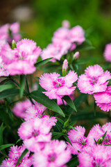 Close up of light pink dianthus flowers blooming in a home garden in spring