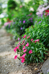 Pink or magenta dianthus flowers in bloom on a flower bed border lining a sidewalk in spring
