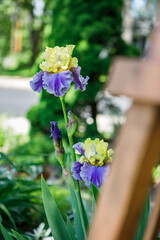 Purple and yellow bearded iris blooming at the base of a wooden trellis in a home garden landscape...
