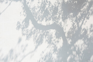 Tree shadow and leaf branch on white wall background. 
