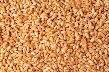 Organic wheat grains processed as agricultural background.