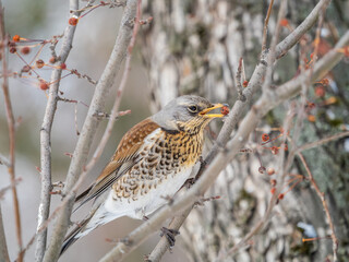 Fieldfare sitting on the bush and feeding on wild red apples in winter or early spring time.