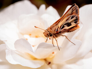 Hylephila fasciolata, hesperia de pasto, saltarina amarilla