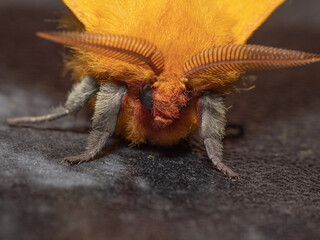 Mariposa Ojitos del Sur, Adetomeris erythrops, 
Satúrnido, mariposa nocturna