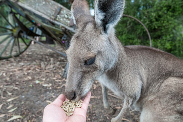 Selfie of feeding kangaroo in the wildlife park, Australia.