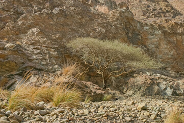 Umbrella Thorn Tree in Wadi Wurayah