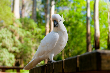 white cockatoo parrot  on the wood table.