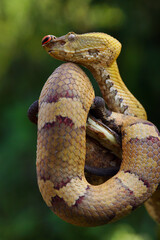 venom snake with ladybug