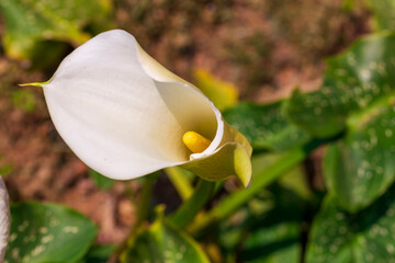 White giant Arum Lily or Callum Lily in a garden