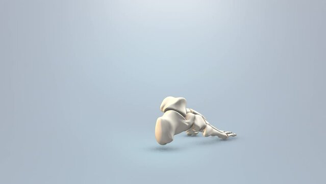 Close up of human foot bone abstract background