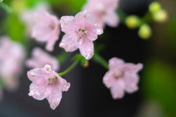 ピンク色の小さな花