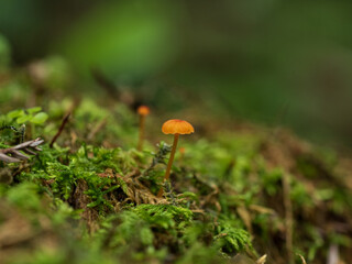 鬱蒼とした森に生える小さなキノコ