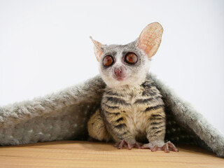 毛布を肩にかけたショウガラゴ